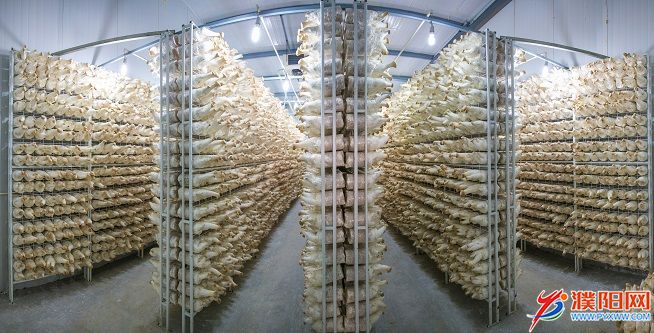 產(chǎn)業(yè)——清豐縣工廠化杏鮑菇.jpg