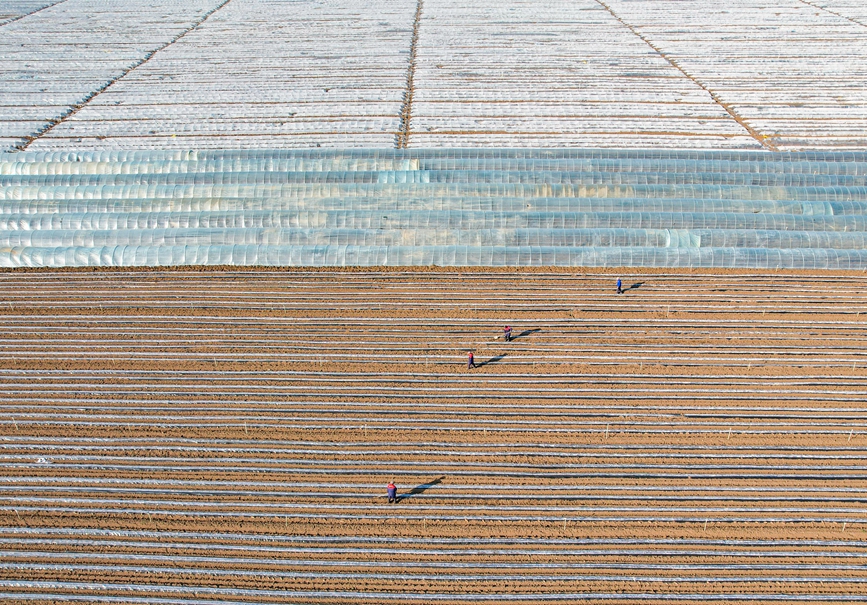 河南省漯河市臨潁縣種苗生產(chǎn)基地，當(dāng)?shù)剞r(nóng)民搶抓農(nóng)時(shí)備春耕。焦海洋攝