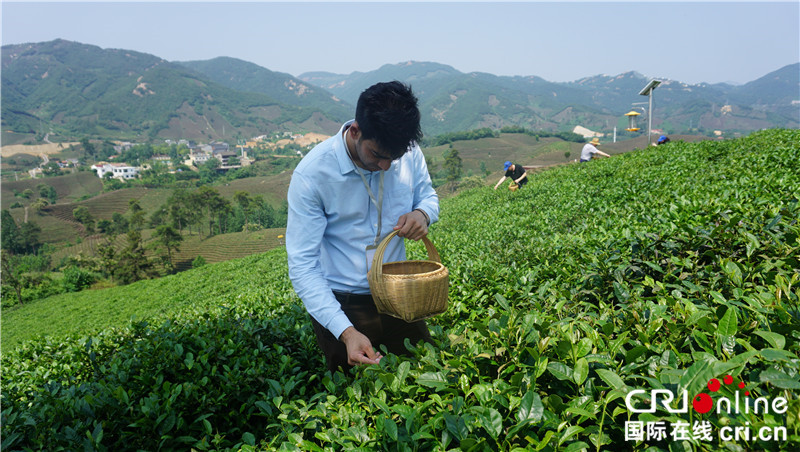 萬(wàn)畝茶園香四方 “一帶一路”國(guó)際青年細(xì)品信陽(yáng)毛尖韻味_fororder_微信圖片_20230601172257
