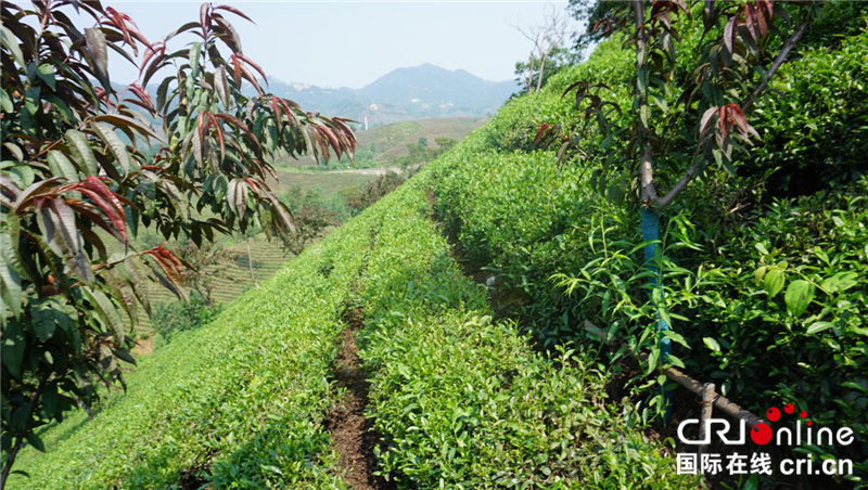 “一帶一路”國(guó)際青年“豫”見(jiàn)綠色信陽(yáng) 見(jiàn)證“美麗中國(guó)”_fororder_圖片2