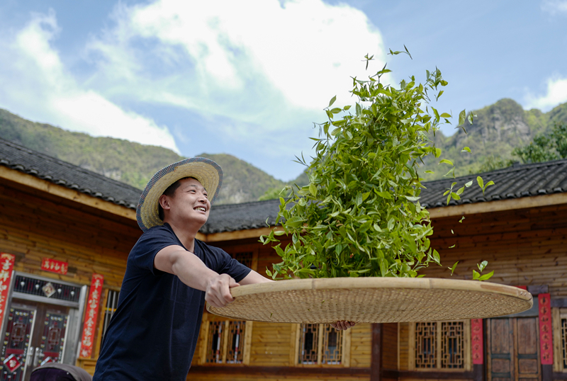 2023年4月19日，重慶市南川區(qū)德隆鎮(zhèn)茶樹村一個居民點，制茶工藝傳承人在幫助村民翻曬新鮮茶葉。