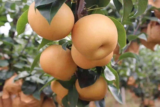 高碼頭鎮(zhèn)種植的秋月梨.jpg
