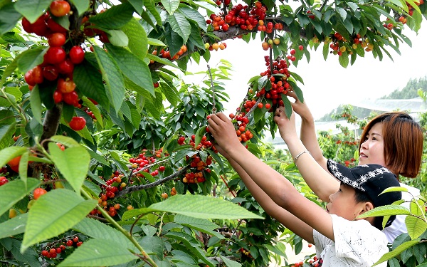 《櫻桃紅了》                   孟繁臻.jpg
