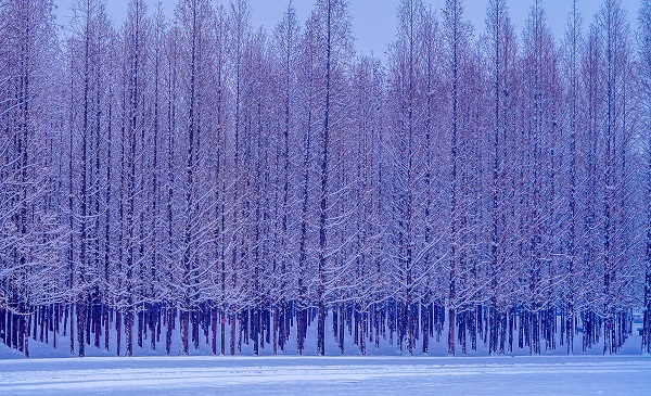 《濮上園雪杉》 岳桂榮.JPG