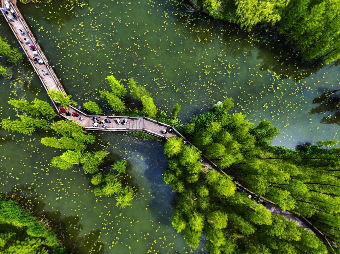 潘安湖濕地公園池杉經(jīng)過十多年的發(fā)育，形成獨(dú)具觀賞價值的“水中森林”，其不斷釋放的“氧離子”，凈化了潘安湖的空氣，漫步其中，令人身心愉悅。 (2)_proc.jpg