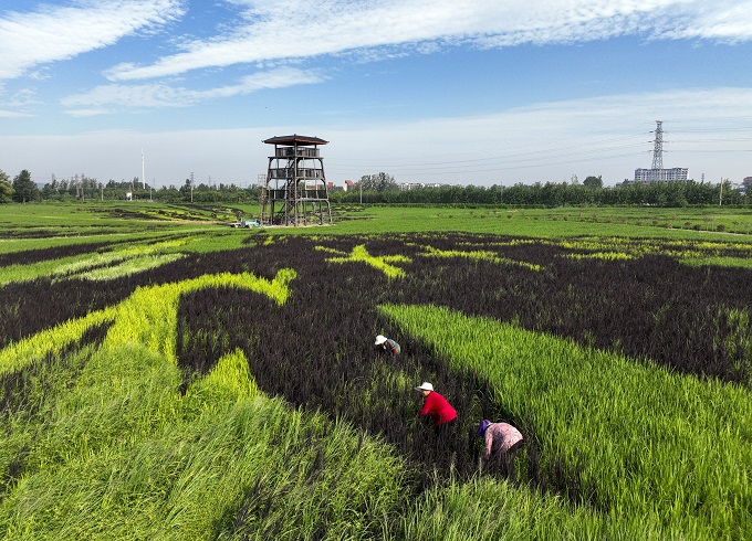 航拍下的徐州市銅山區(qū)棠張鎮(zhèn)占地80余畝的巨幅稻田畫，成為田園中一道美麗的豐收畫卷。通訊員高剛攝_proc.jpg