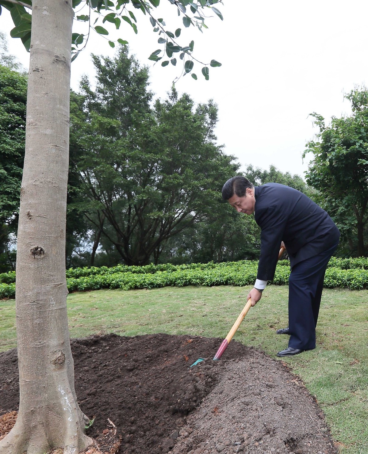 2012年12月8日，習近平在深圳蓮花山公園種下一棵高山榕樹。