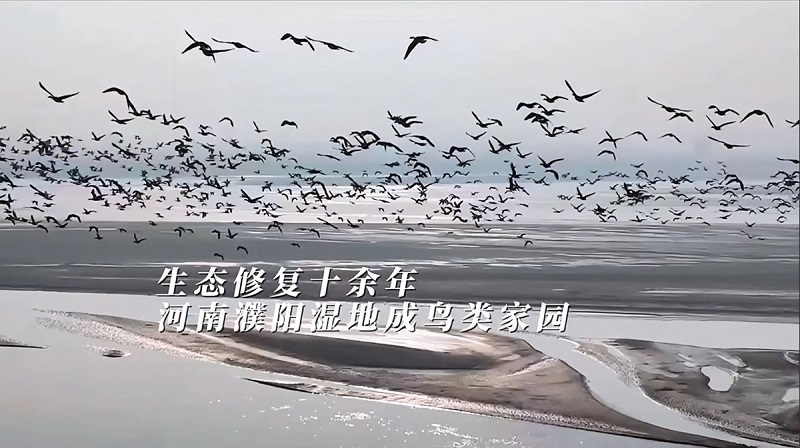 《濮陽生態(tài)修復(fù)十余年，河南濮陽濕地成鳥類棲息家園》封面.png